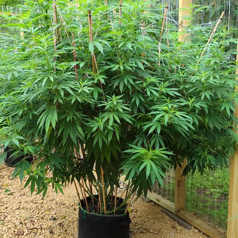 MediKit growlog timeline photo