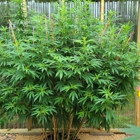 MediKit growlog timeline photo