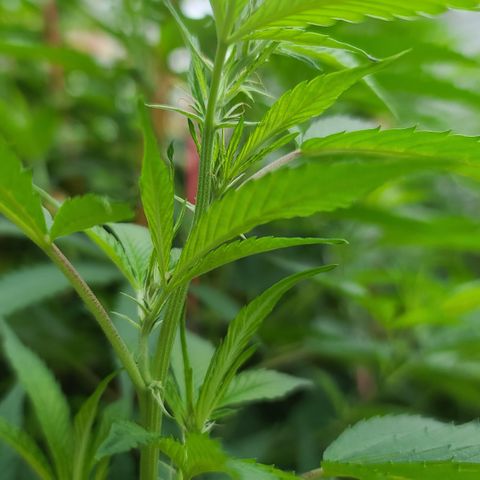 MediKit growlog timeline photo
