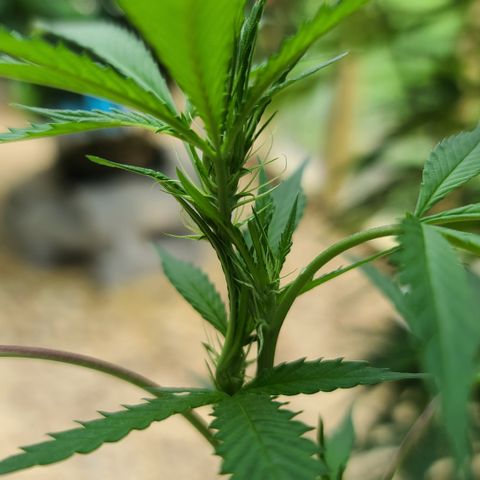 Aurora Indica growlog timeline photo