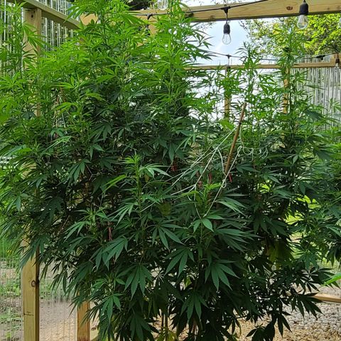 Aurora Indica growlog timeline photo