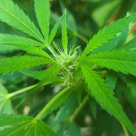Jack Herer growlog timeline photo