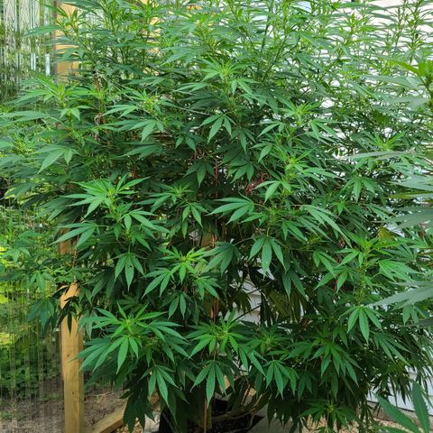 Jack Herer growlog timeline photo