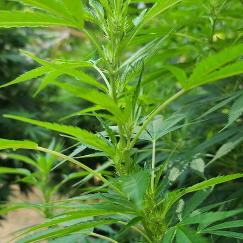 Jack Herer growlog timeline photo