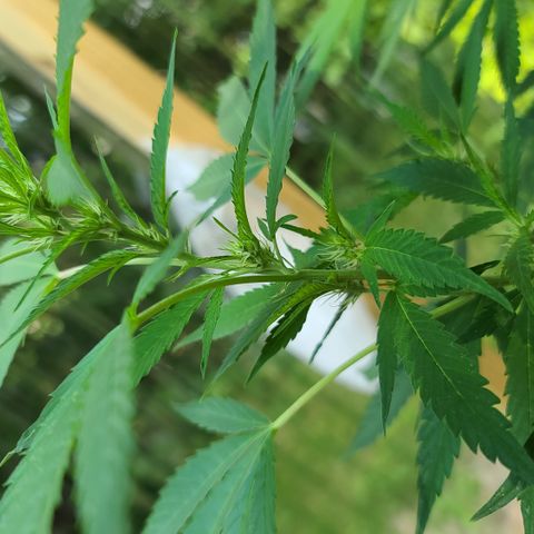 Jack Herer growlog timeline photo