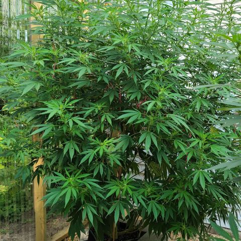 Jack Herer growlog timeline photo