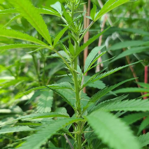 MediKit growlog timeline photo