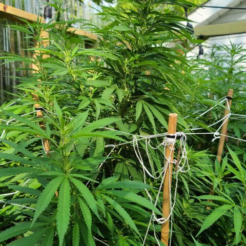 MediKit growlog timeline photo