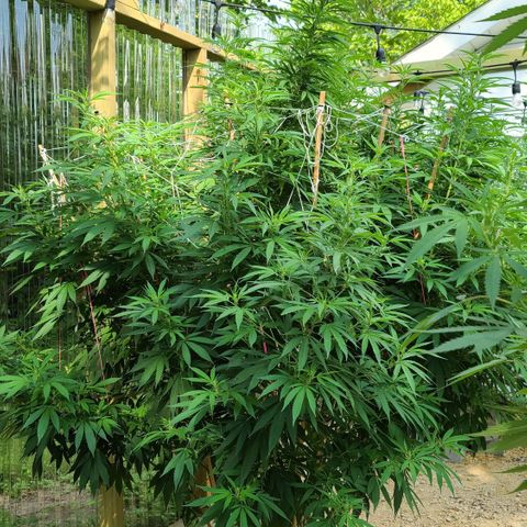 MediKit growlog timeline photo