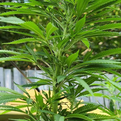 MediKit growlog timeline photo