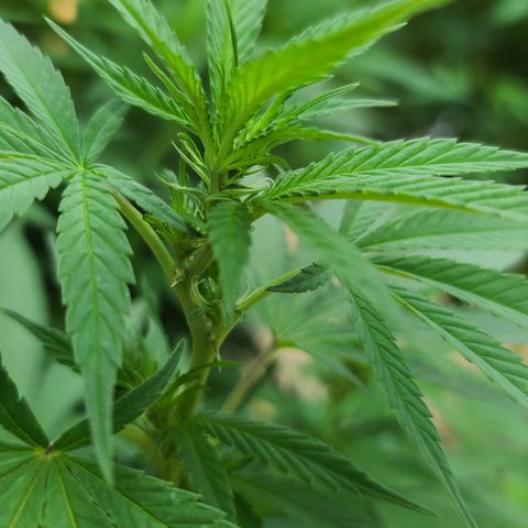 Critical Plus growlog timeline photo
