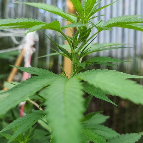 Critical Plus growlog timeline photo