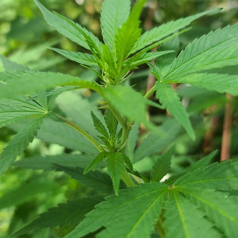 Critical Plus growlog timeline photo