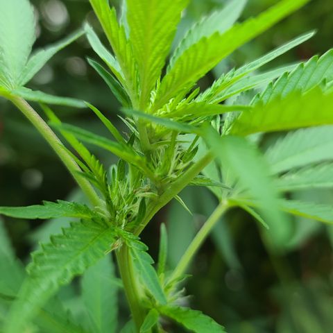 Purple Power growlog timeline photo