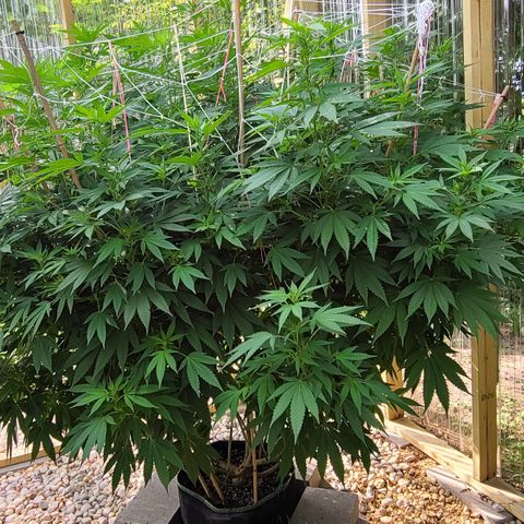 Critical Plus growlog timeline photo