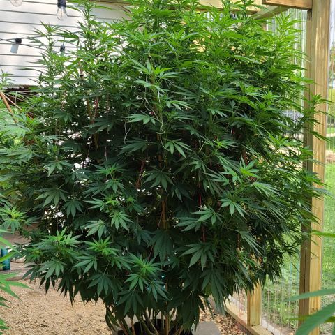 Purple Power growlog timeline photo