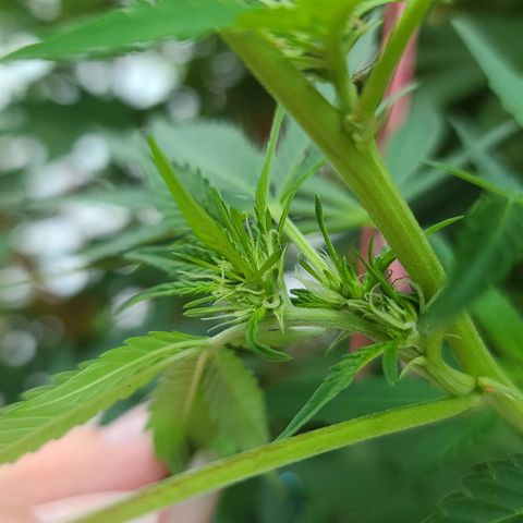 Purple Power growlog timeline photo