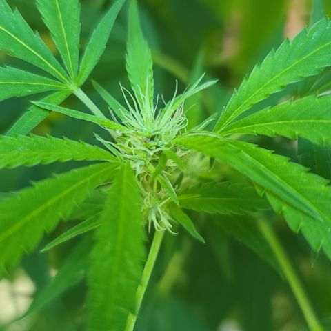 Jack Herer growlog timeline photo