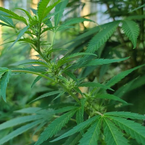 Jack Herer growlog timeline photo