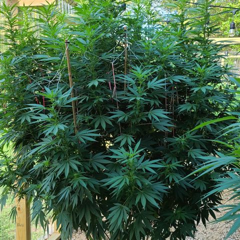 Purple Power growlog timeline photo