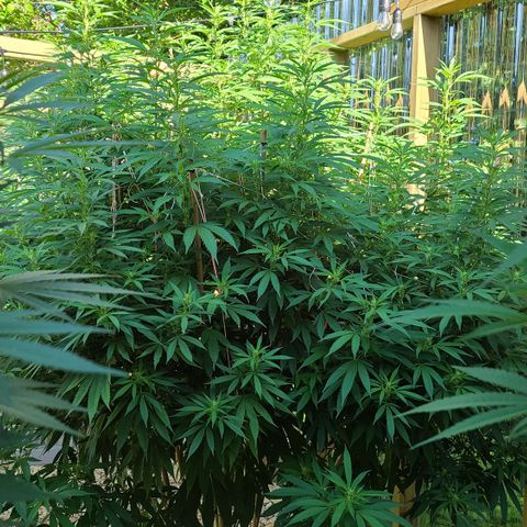 MediKit growlog timeline photo
