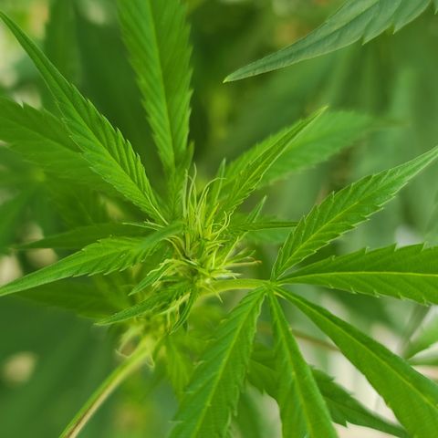 Aurora Indica growlog timeline photo