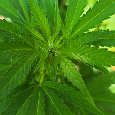 Critical Plus growlog timeline photo