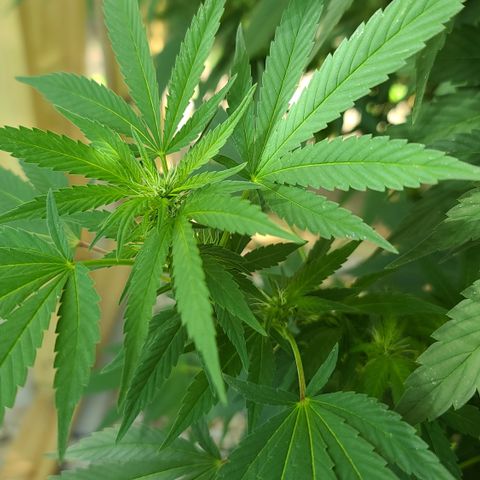 Critical Plus growlog timeline photo