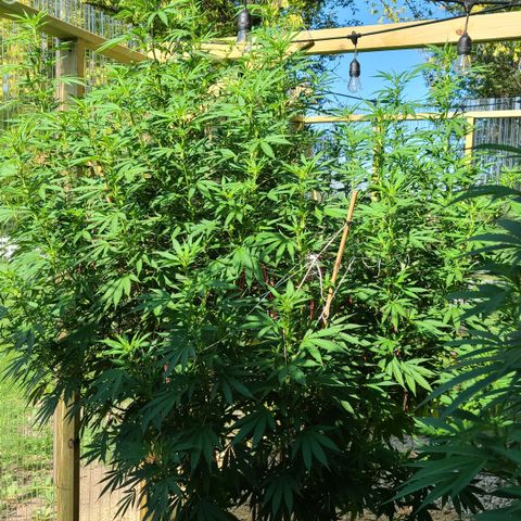 Aurora Indica growlog timeline photo
