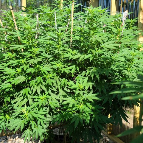 Critical Plus growlog timeline photo