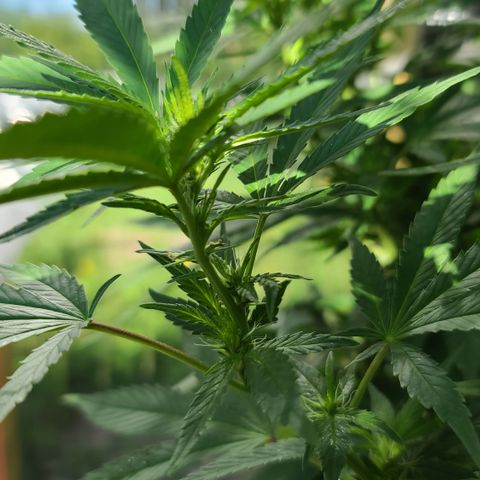 Critical Plus growlog timeline photo