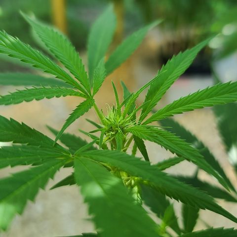 Aurora Indica growlog timeline photo