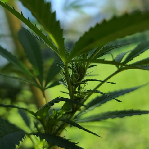 Aurora Indica growlog timeline photo