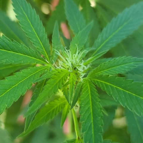 Purple Power growlog timeline photo