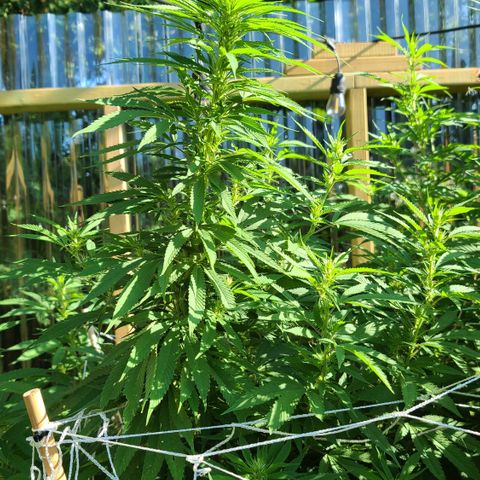 MediKit growlog timeline photo