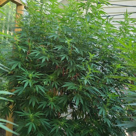 Jack Herer growlog timeline photo
