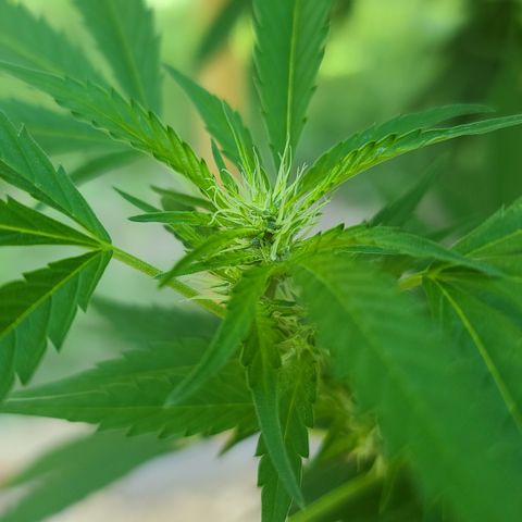 Jack Herer growlog timeline photo