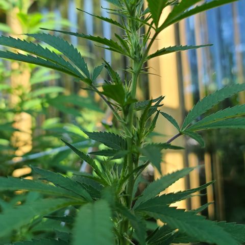 MediKit growlog timeline photo