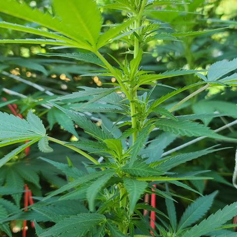 Purple Power growlog timeline photo