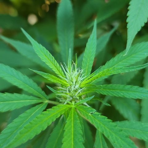 MediKit growlog timeline photo