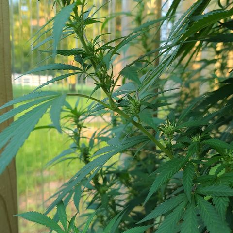 Aurora Indica growlog timeline photo