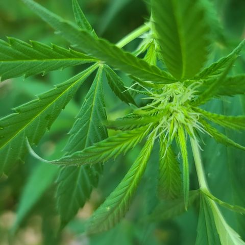 Aurora Indica growlog timeline photo