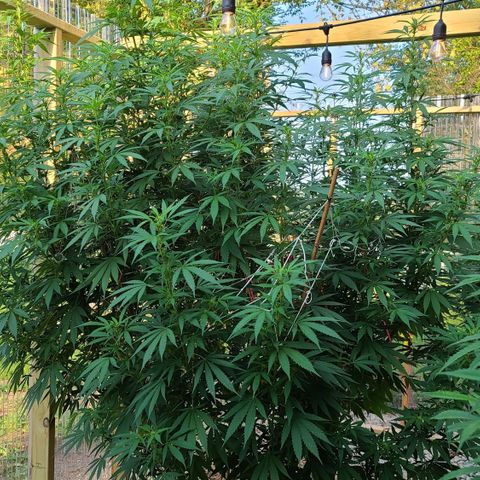 Aurora Indica growlog timeline photo