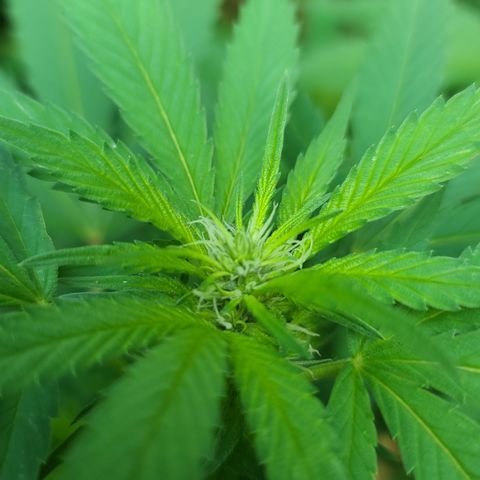 Critical Plus growlog timeline photo