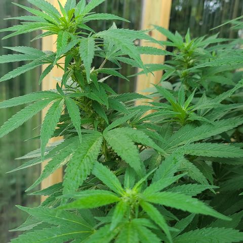 Critical Plus growlog timeline photo