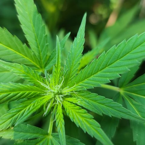 Critical Plus growlog timeline photo