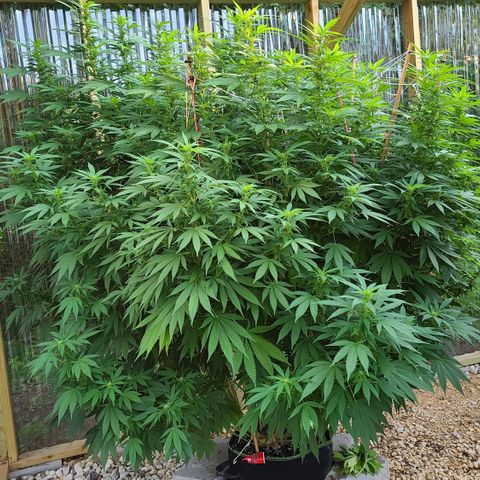 Critical Plus growlog timeline photo