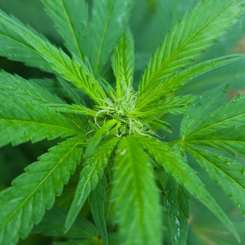 Critical Plus growlog timeline photo