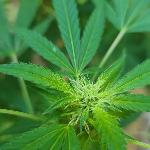 Jack Herer growlog timeline photo