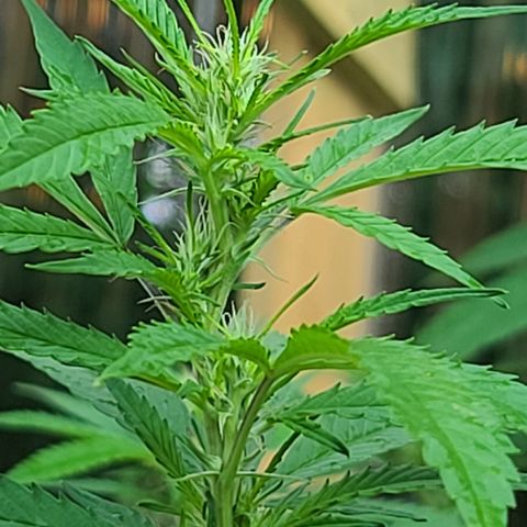 MediKit growlog timeline photo